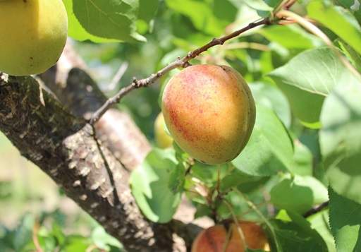 Apricot Tree Fruiting
